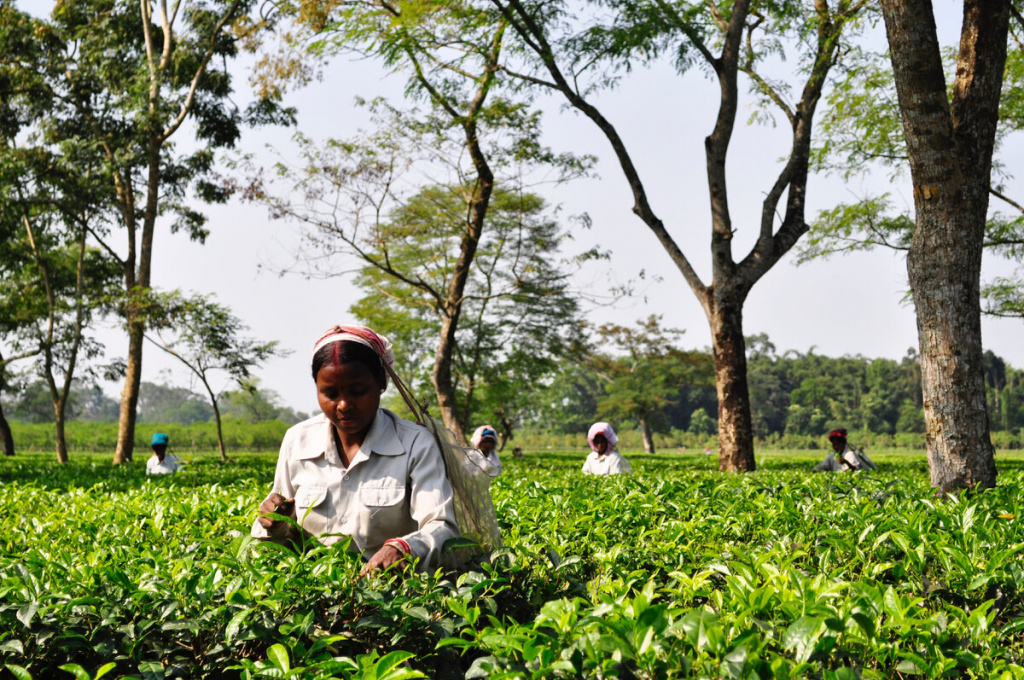 Плантации чая ассам в Индии